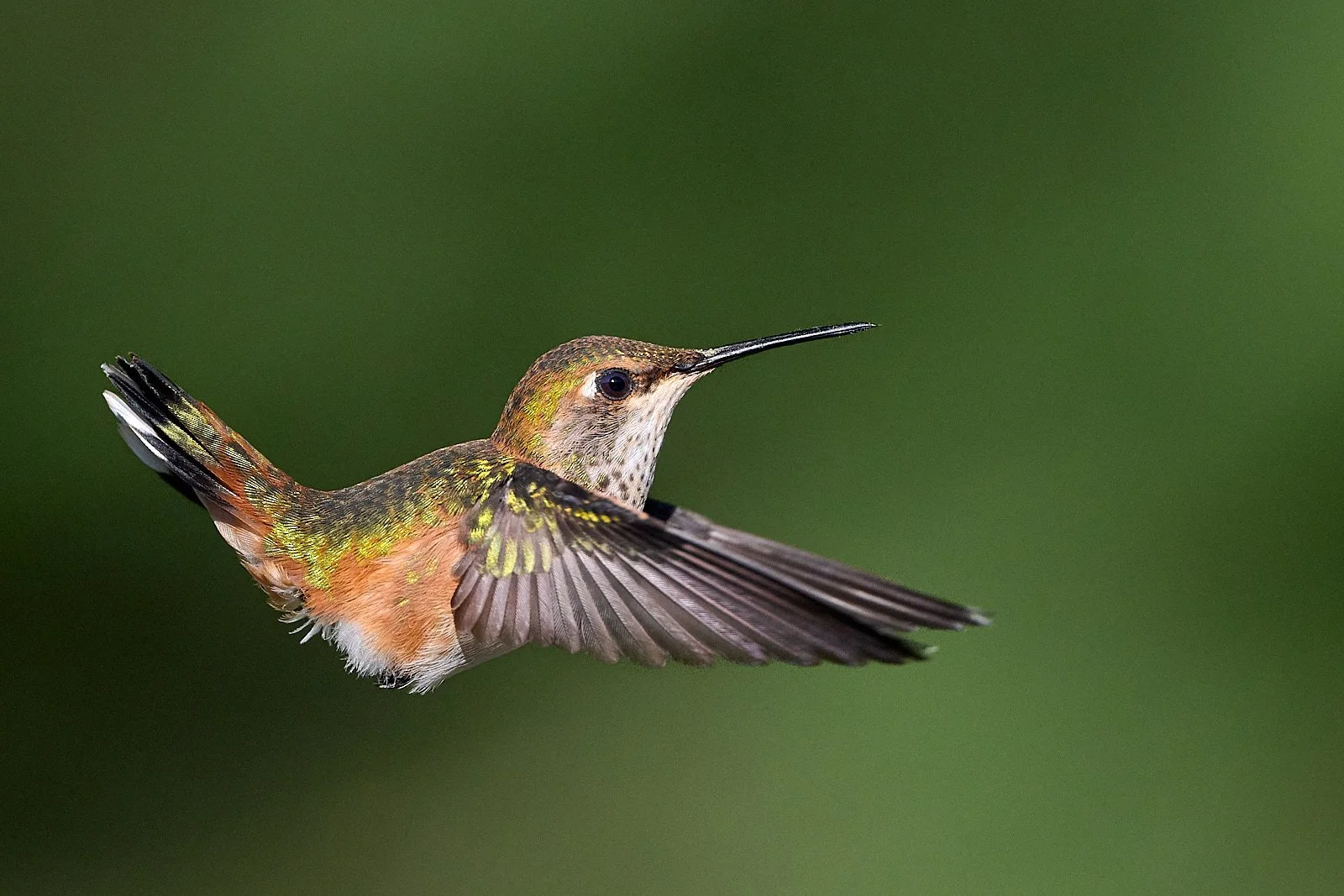 hummer GDW_6091.jpg