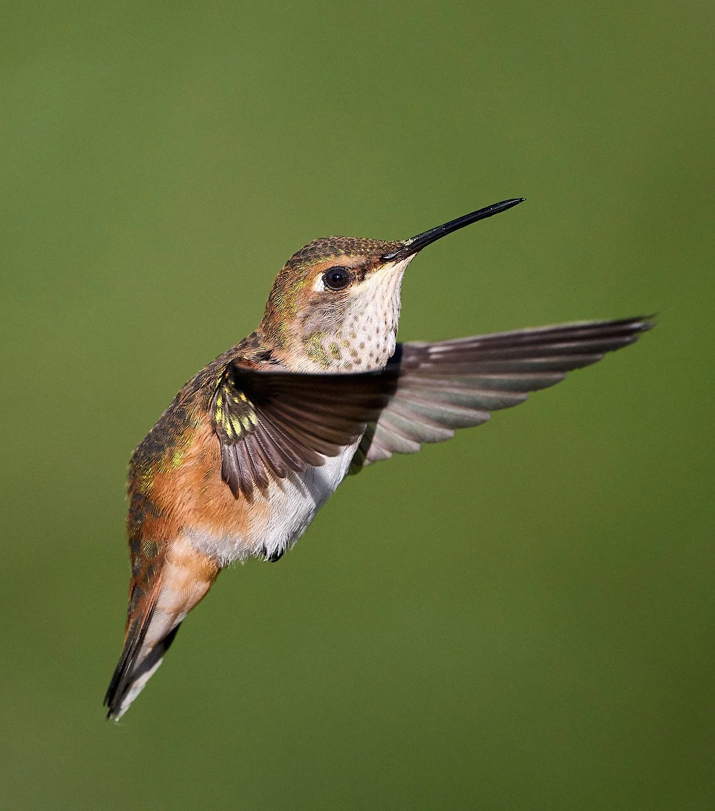 hummer GDW_6244.jpg