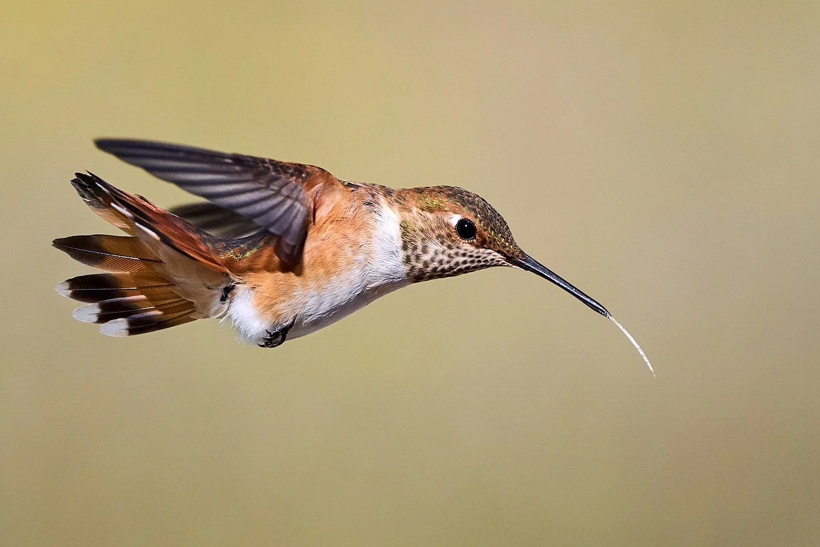 hummer GDW_7157.jpg