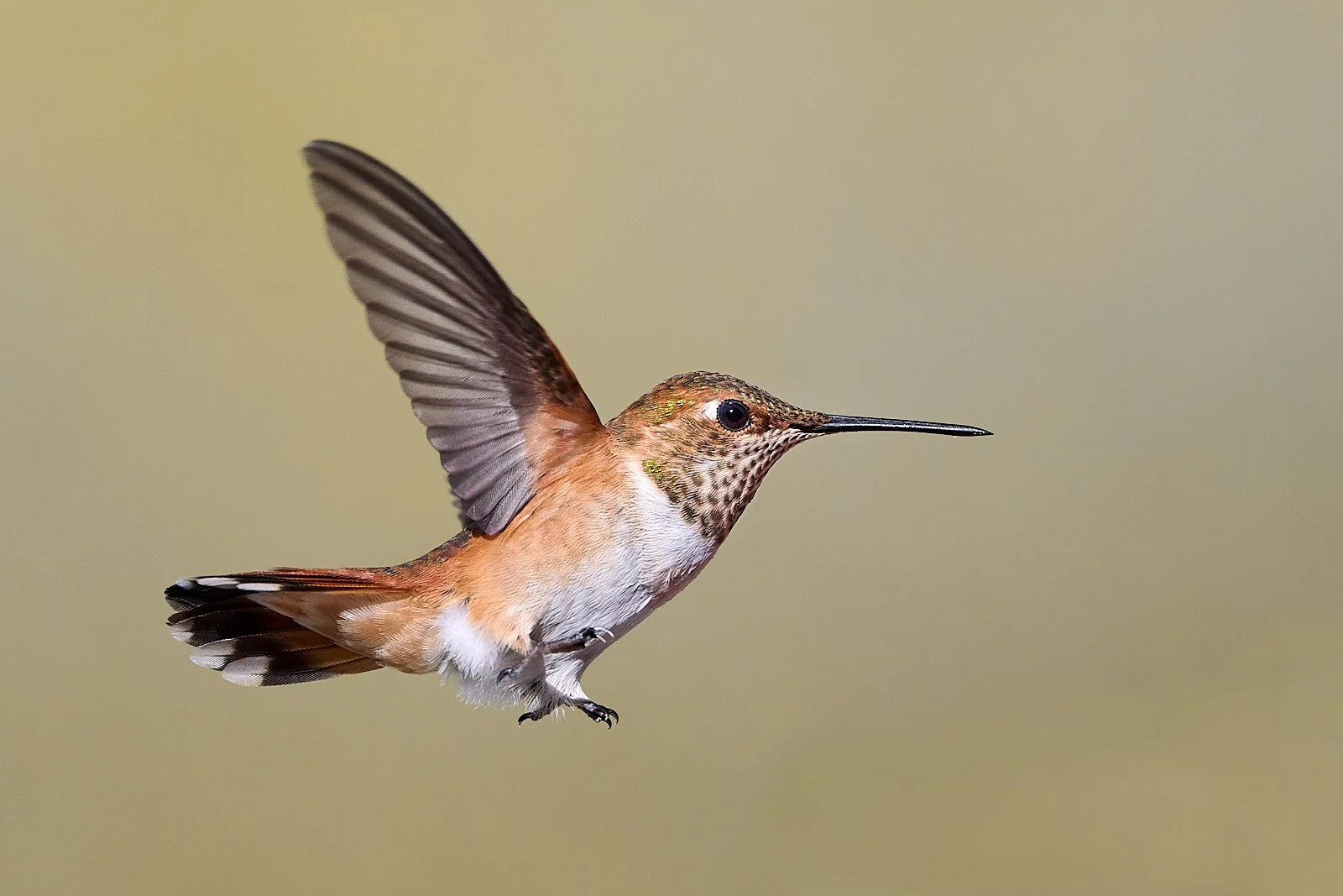 hummer GDW_7160.jpg