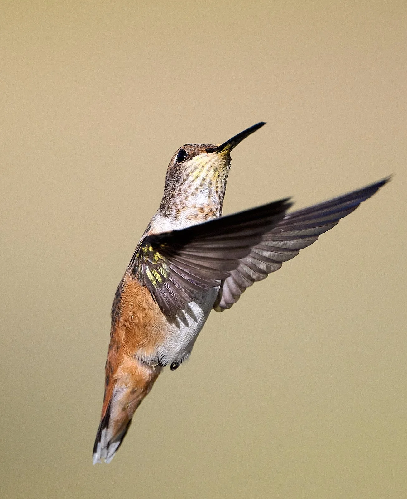 hummer GDW_7534.jpg