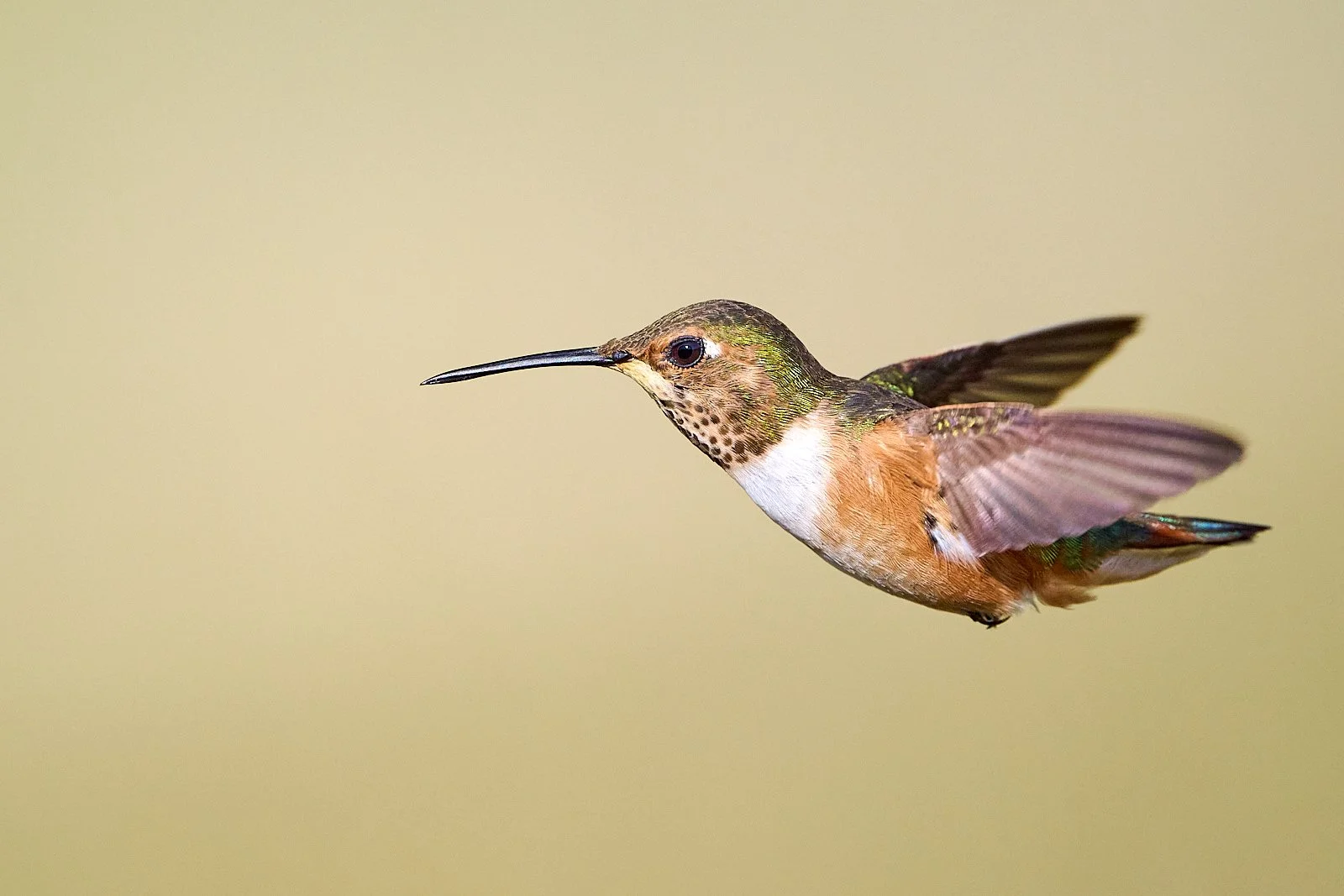hummer GDW_7624.jpg