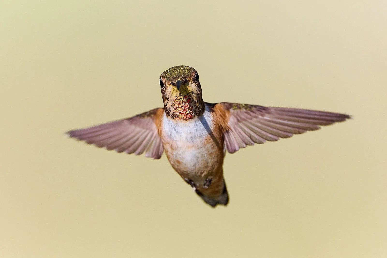 hummer GDW_7654.jpg