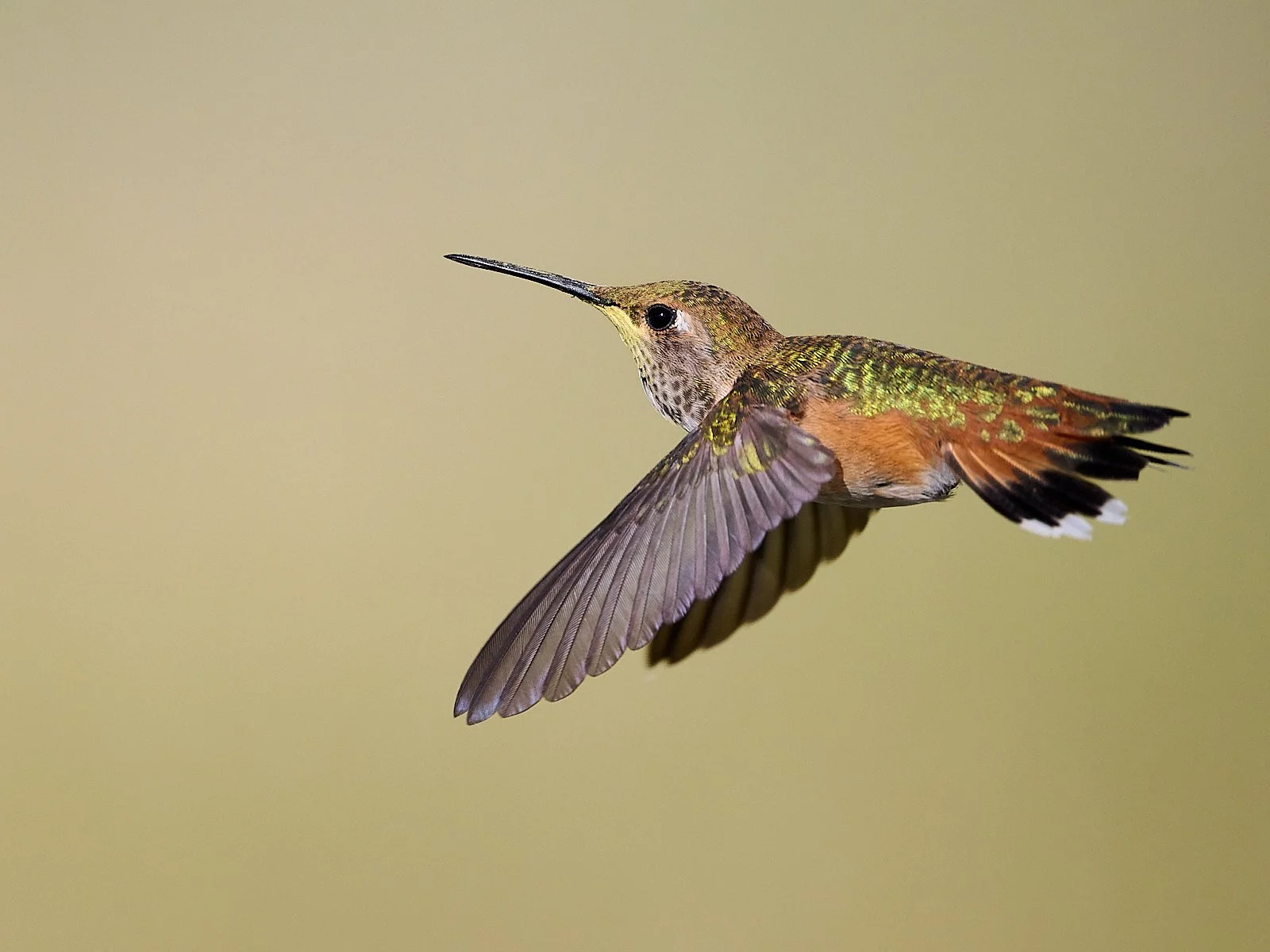 hummer GDW_7776.jpg