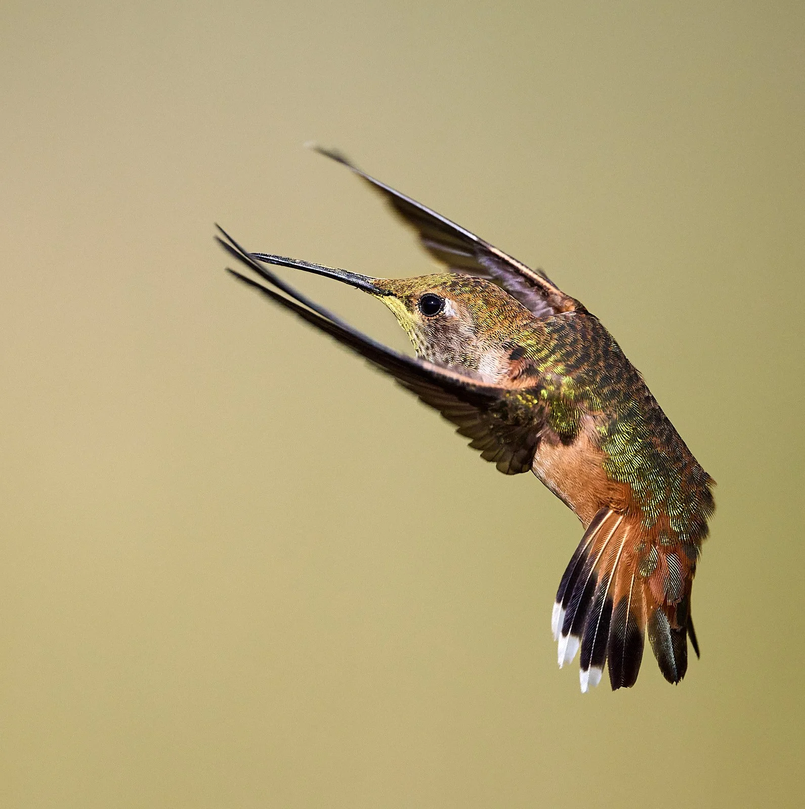 hummer GDW_7778.jpg