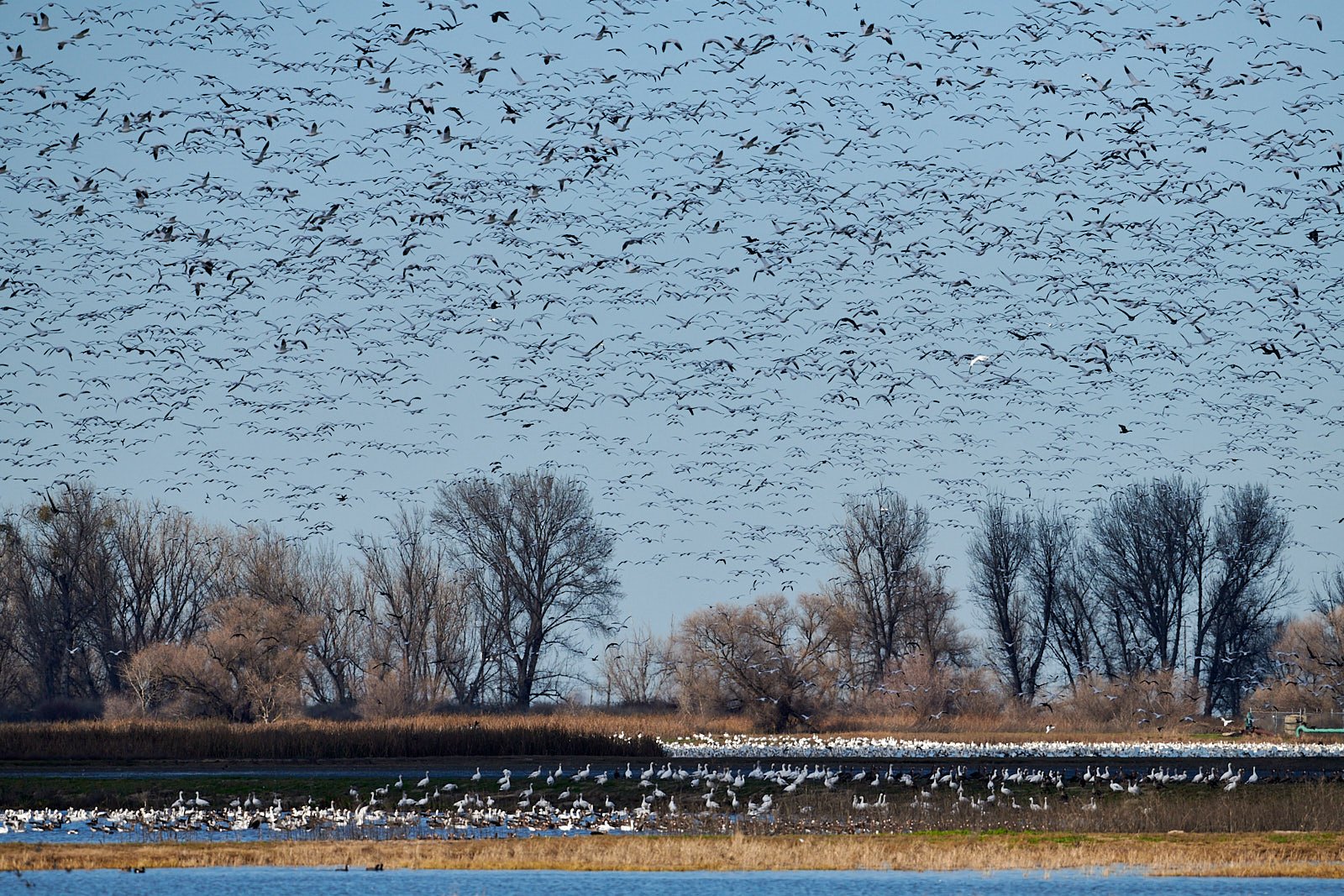 Snow Geese (mixed flock)
