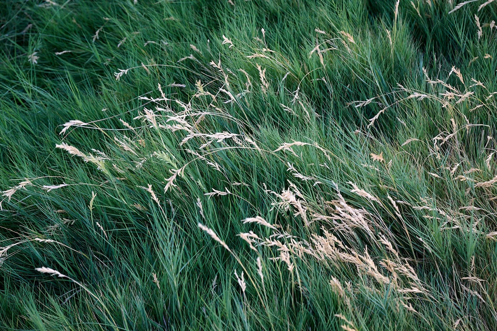 Grass pastures