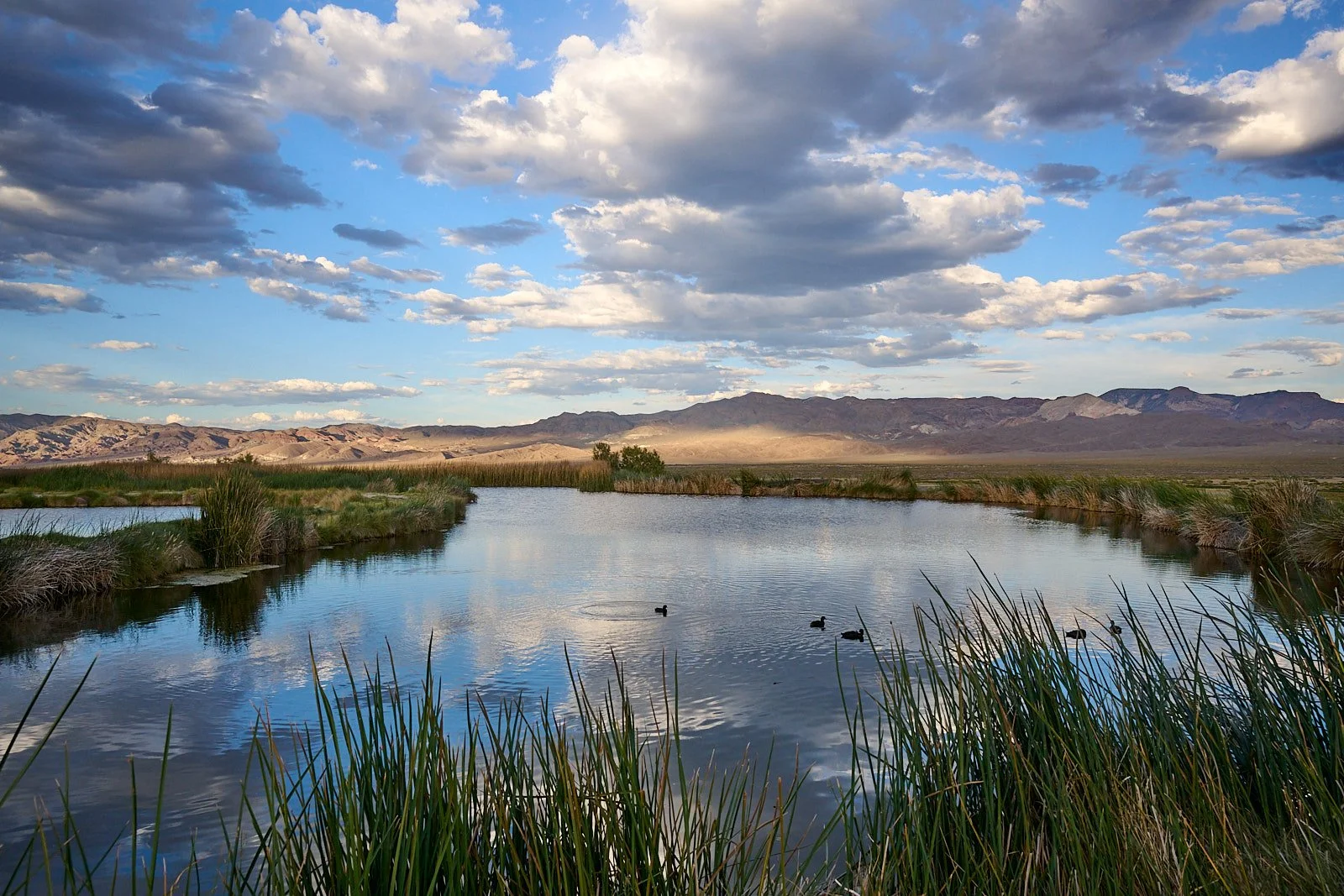 American Coots