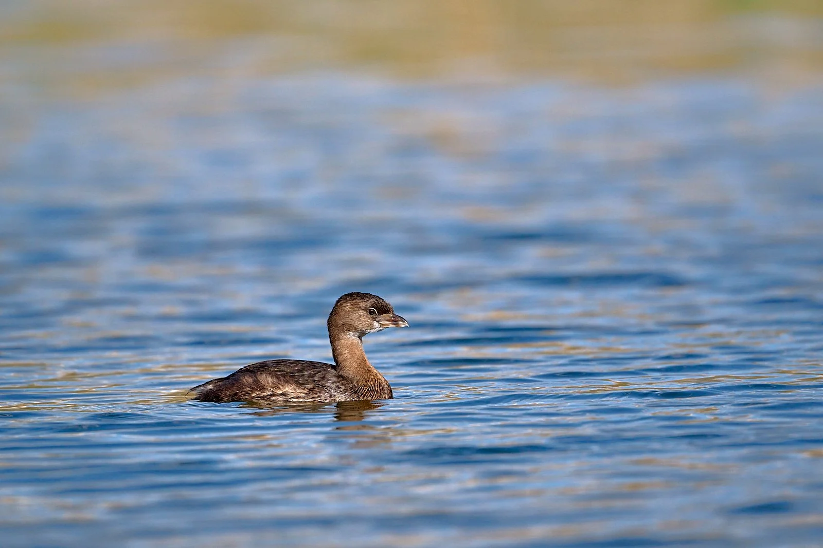 Pied-billed Grebe