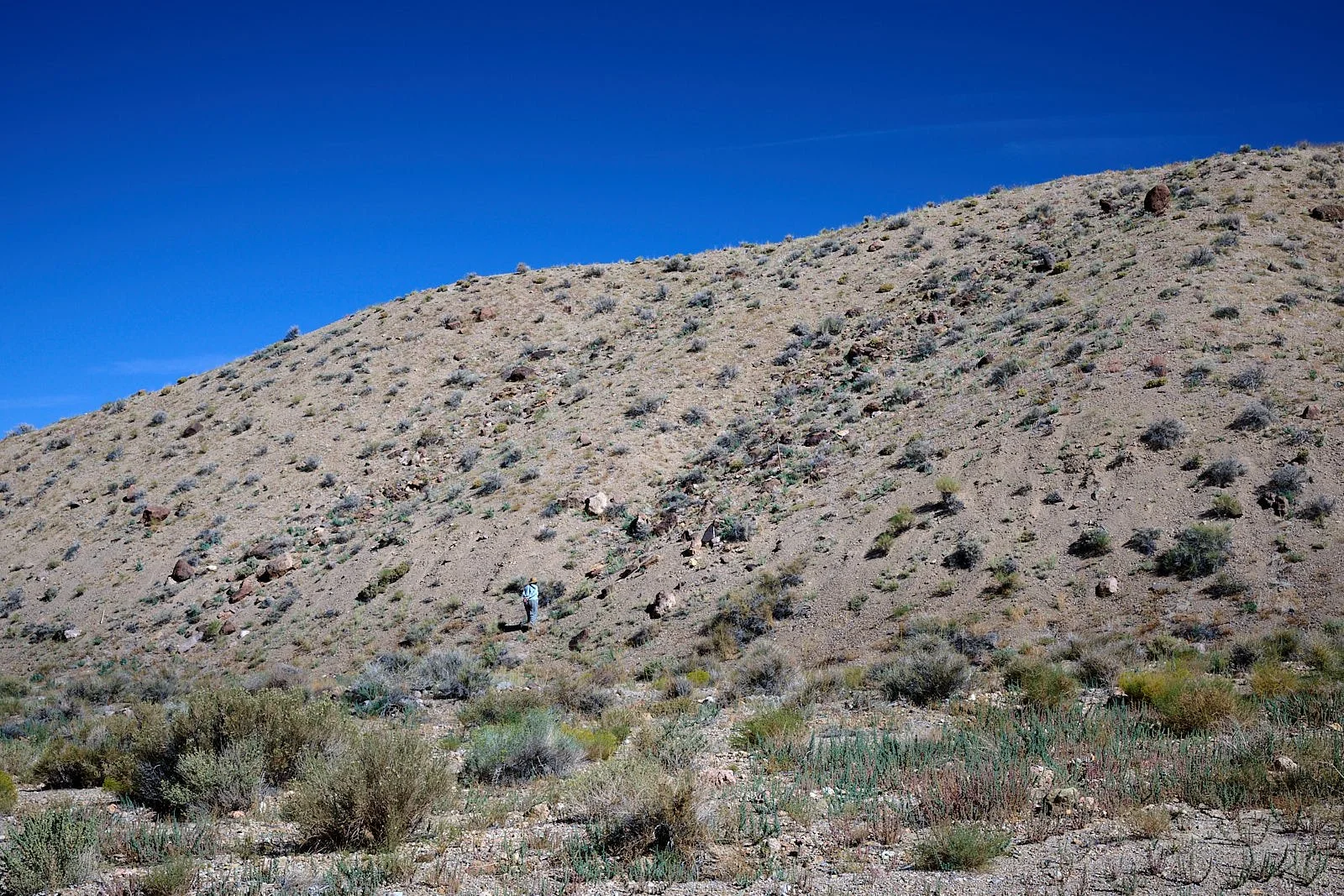 Searching for Tiehm's buckwheat.