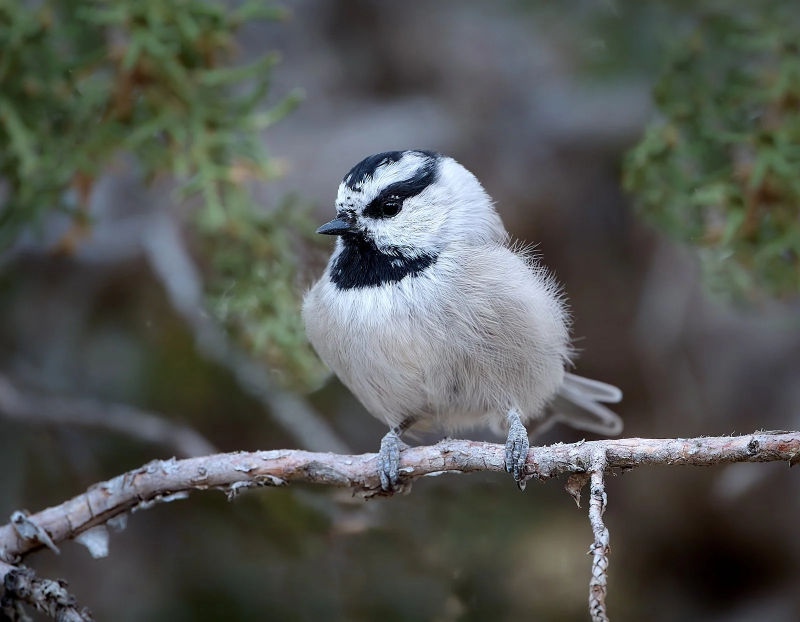 Mountain Chickadee