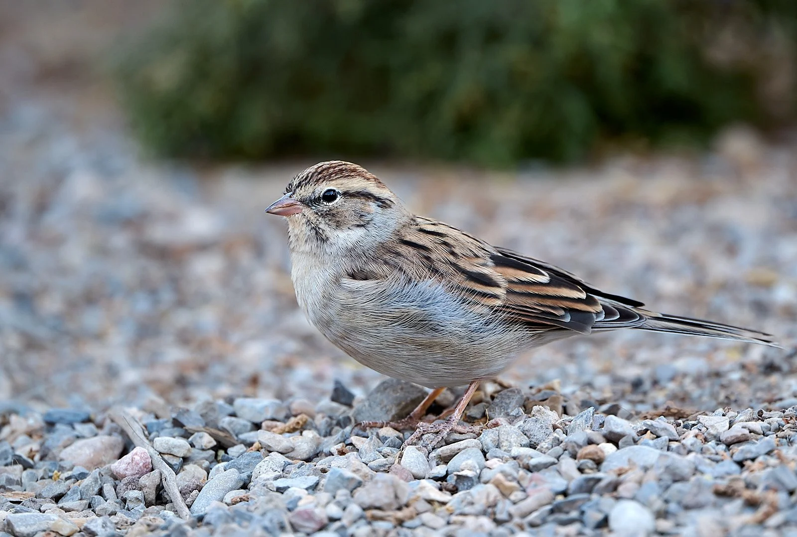 Chipping Sparrow