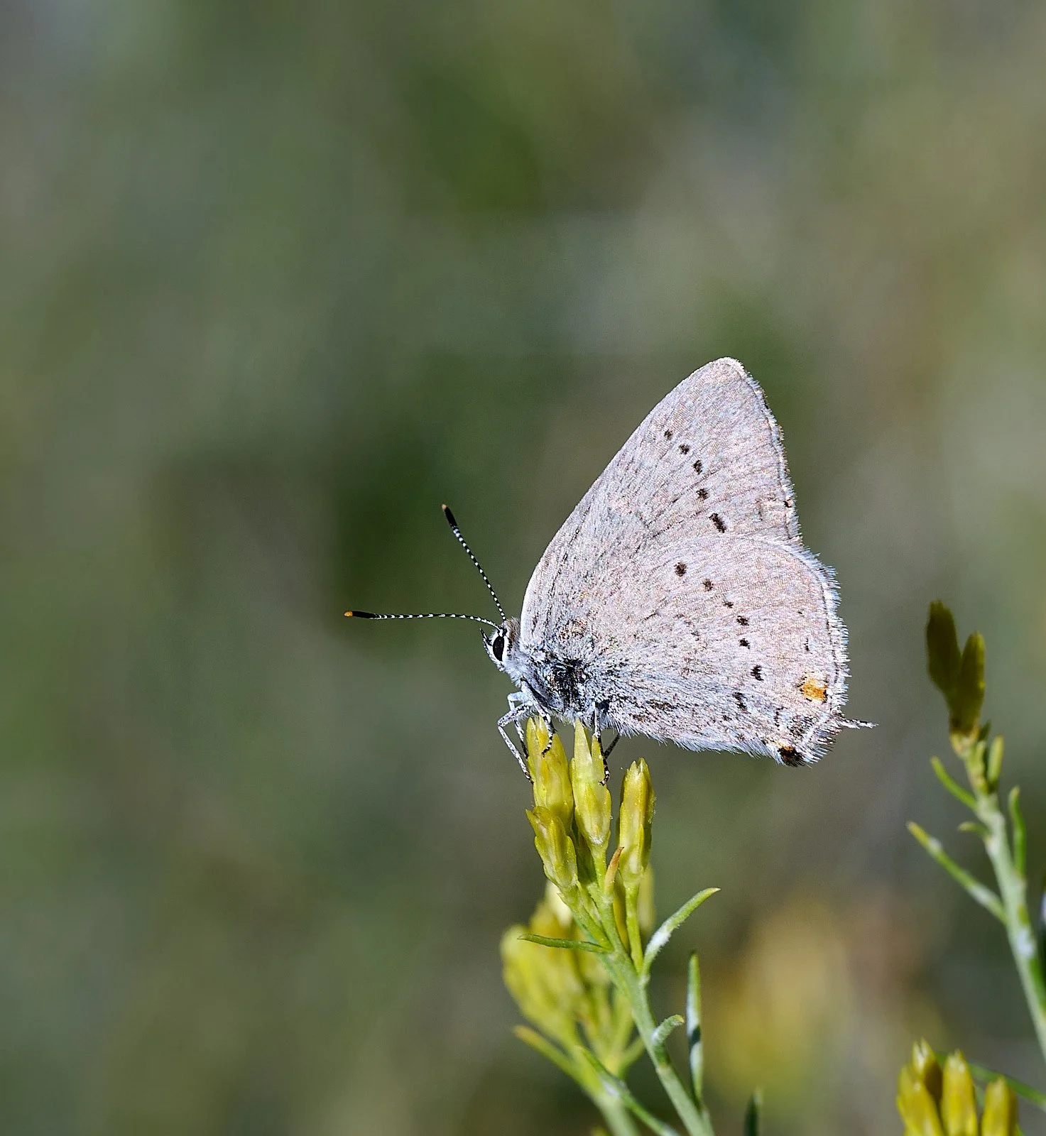 Nevada38  GDW_1150.jpg
