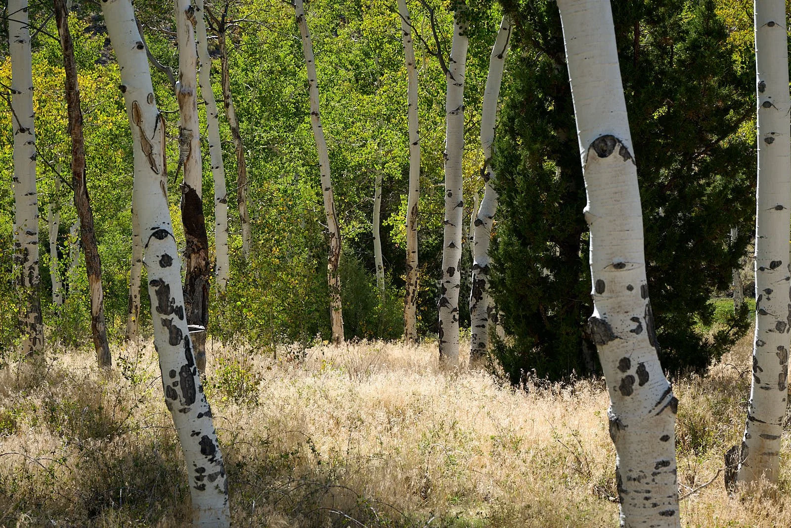 Nevada38  GDW_1157.jpg