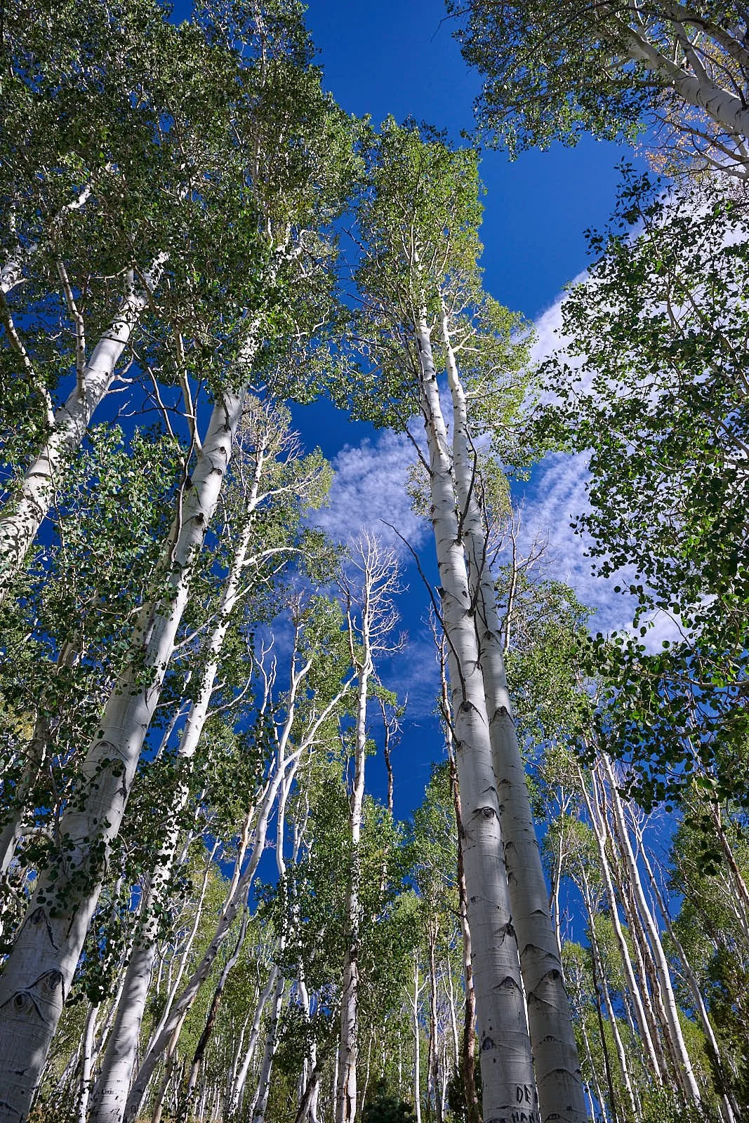 Nevada38  GDW_1167.jpg