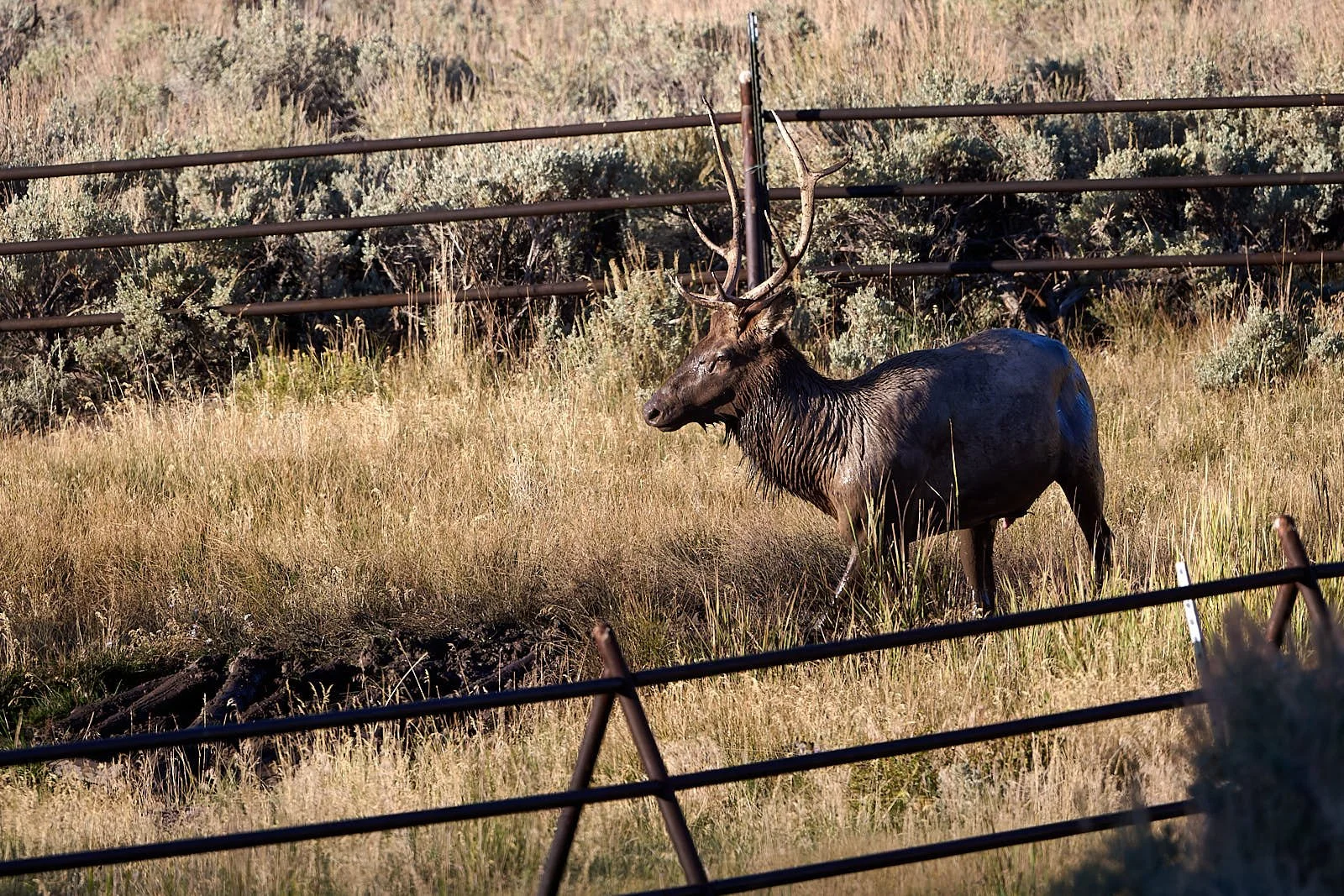Nevada26  GDW_5039.jpg
