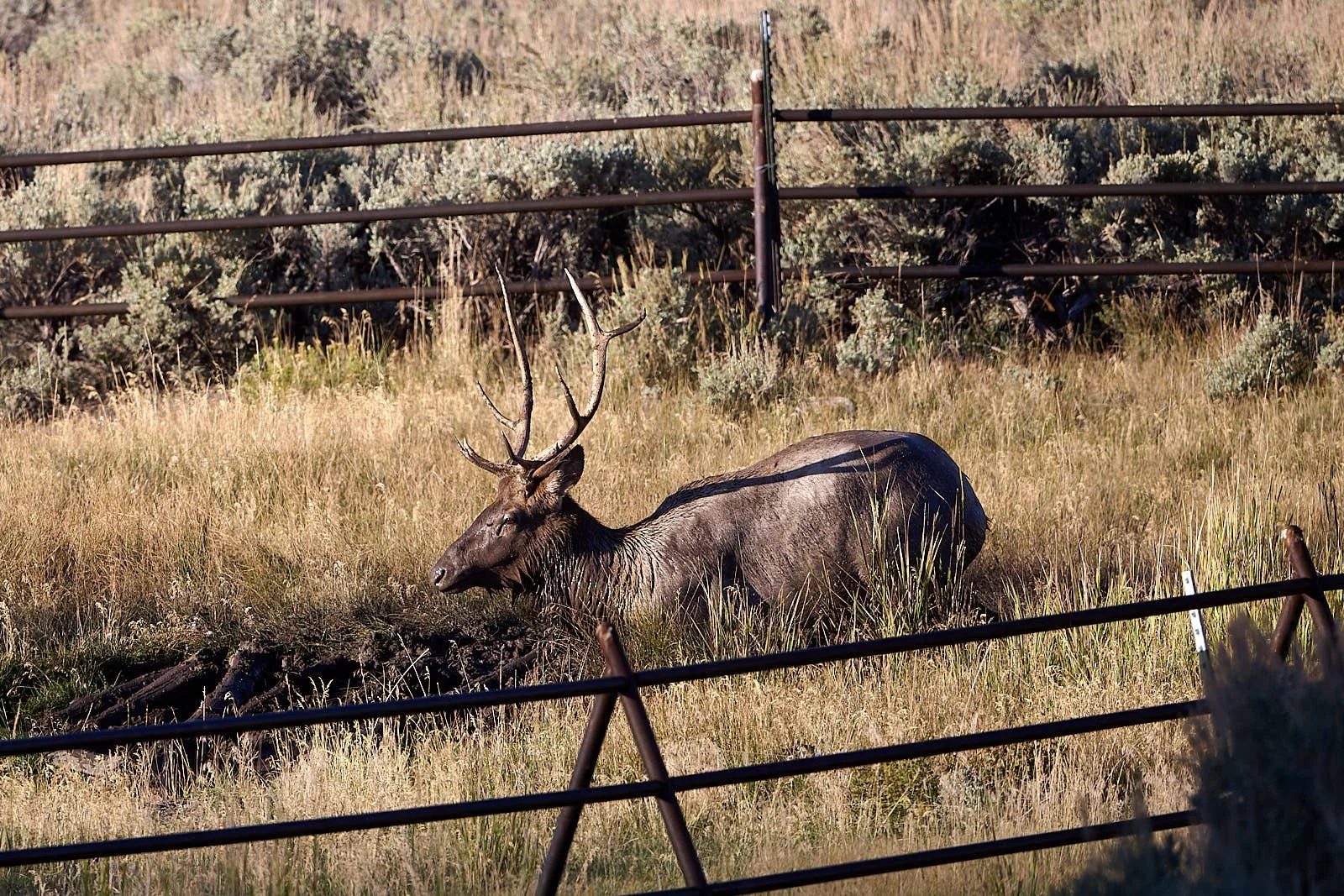 Nevada26  GDW_5060.jpg
