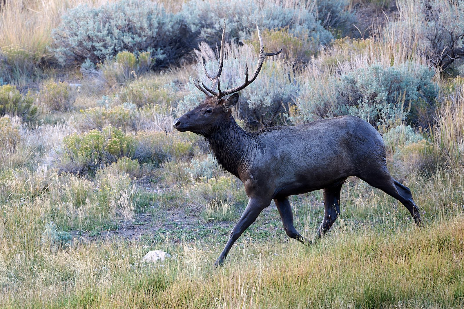 Nevada26  GDW_5070.jpg
