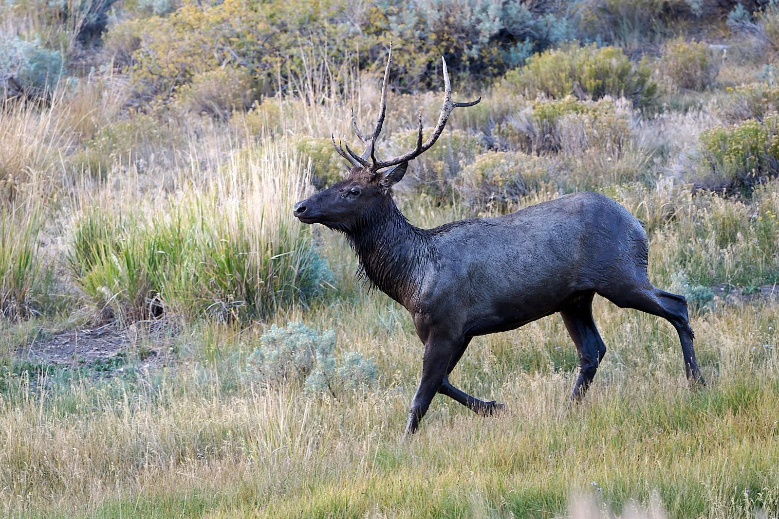 Nevada26  GDW_5074.jpg