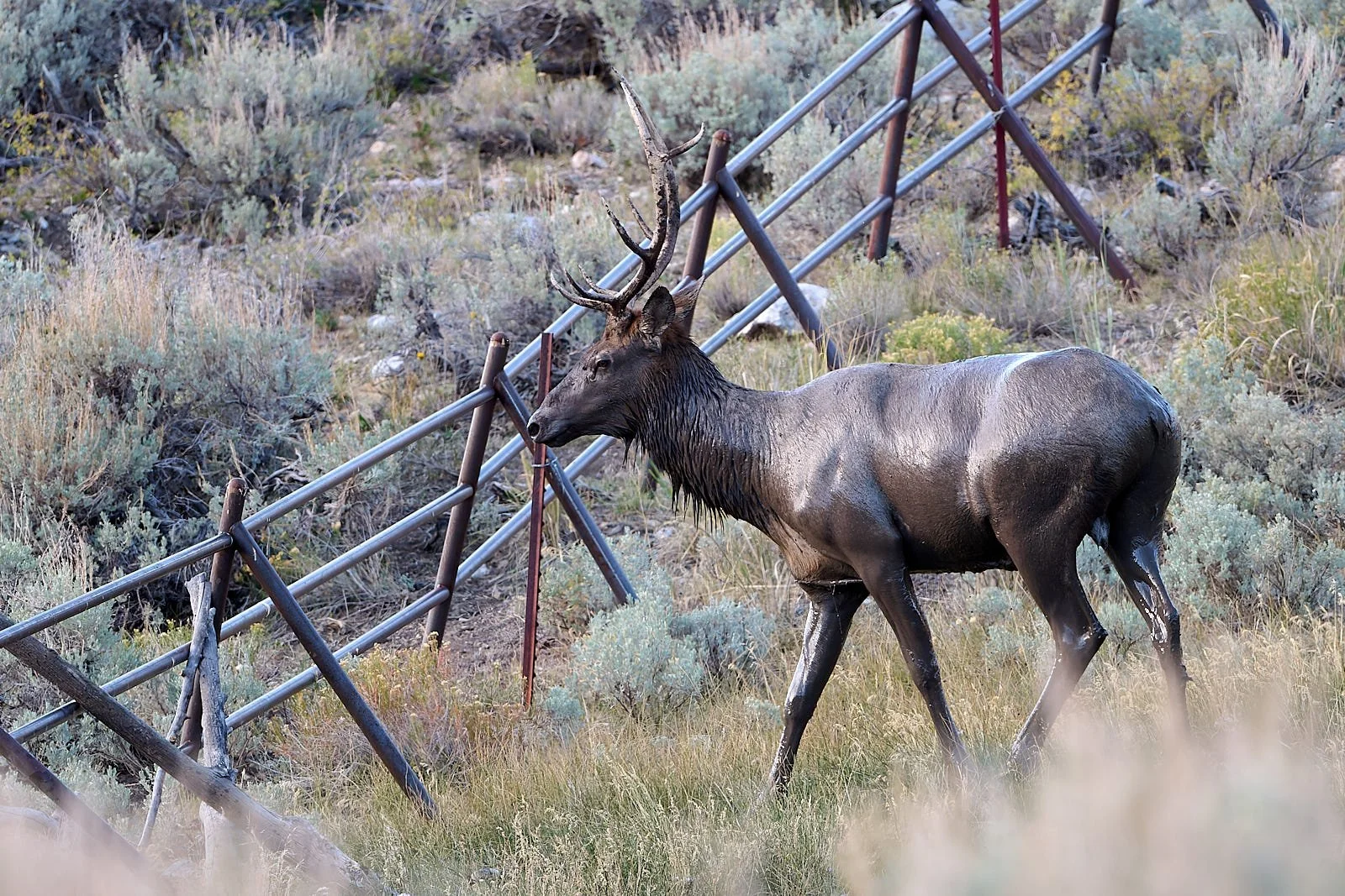 Nevada26  GDW_5105.jpg