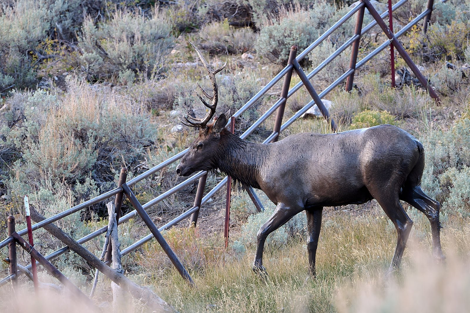Nevada26  GDW_5107.jpg