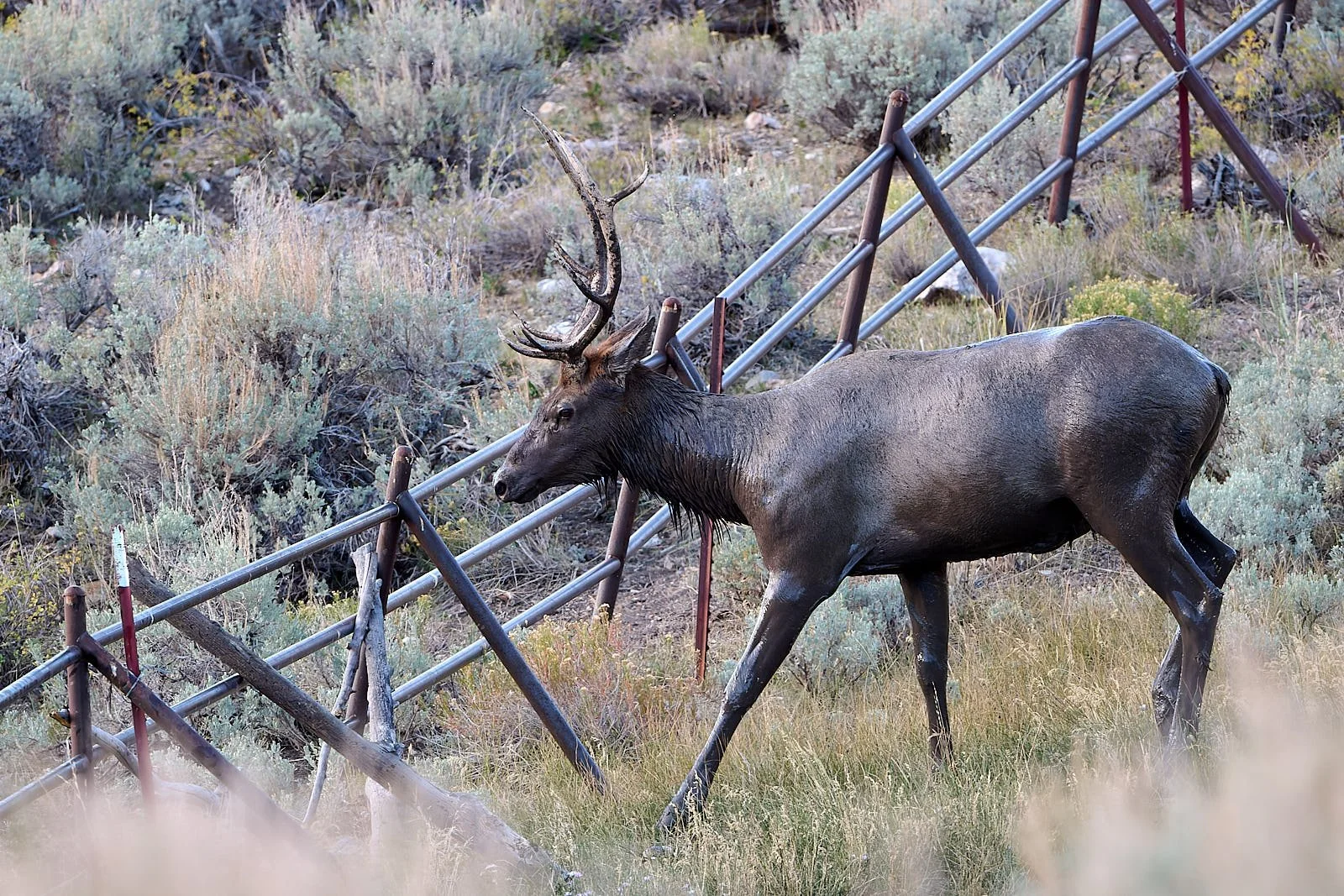 Nevada26  GDW_5108.jpg