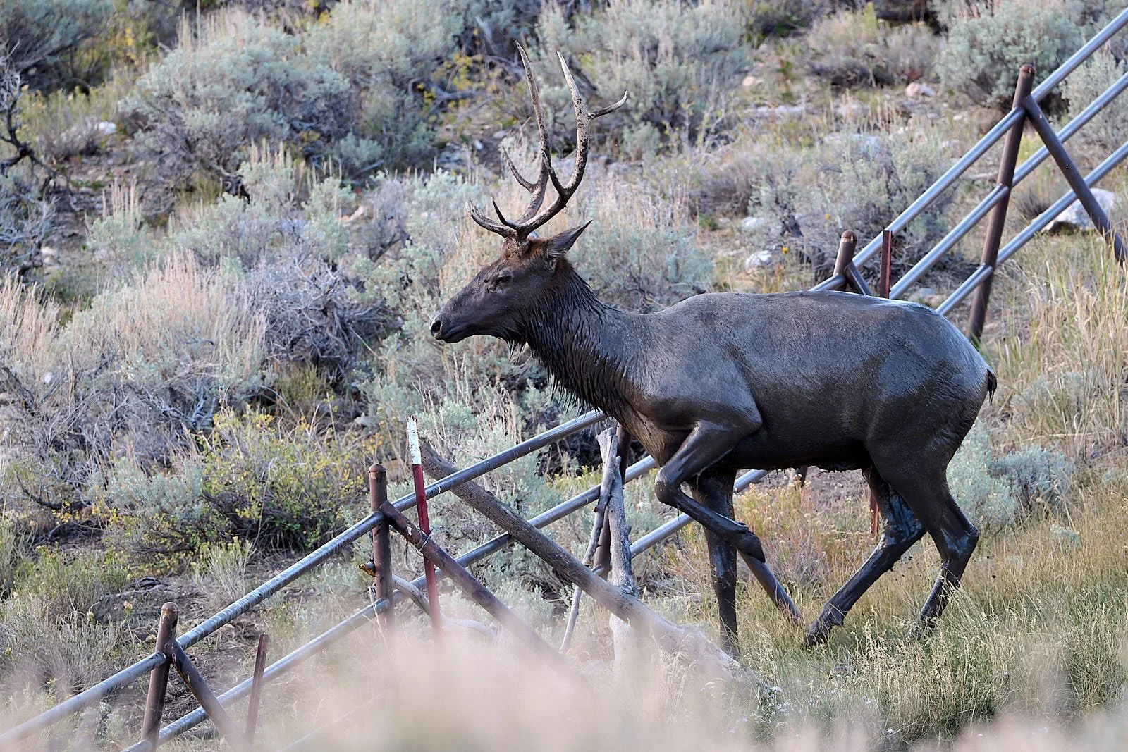 Nevada26  GDW_5111.jpg