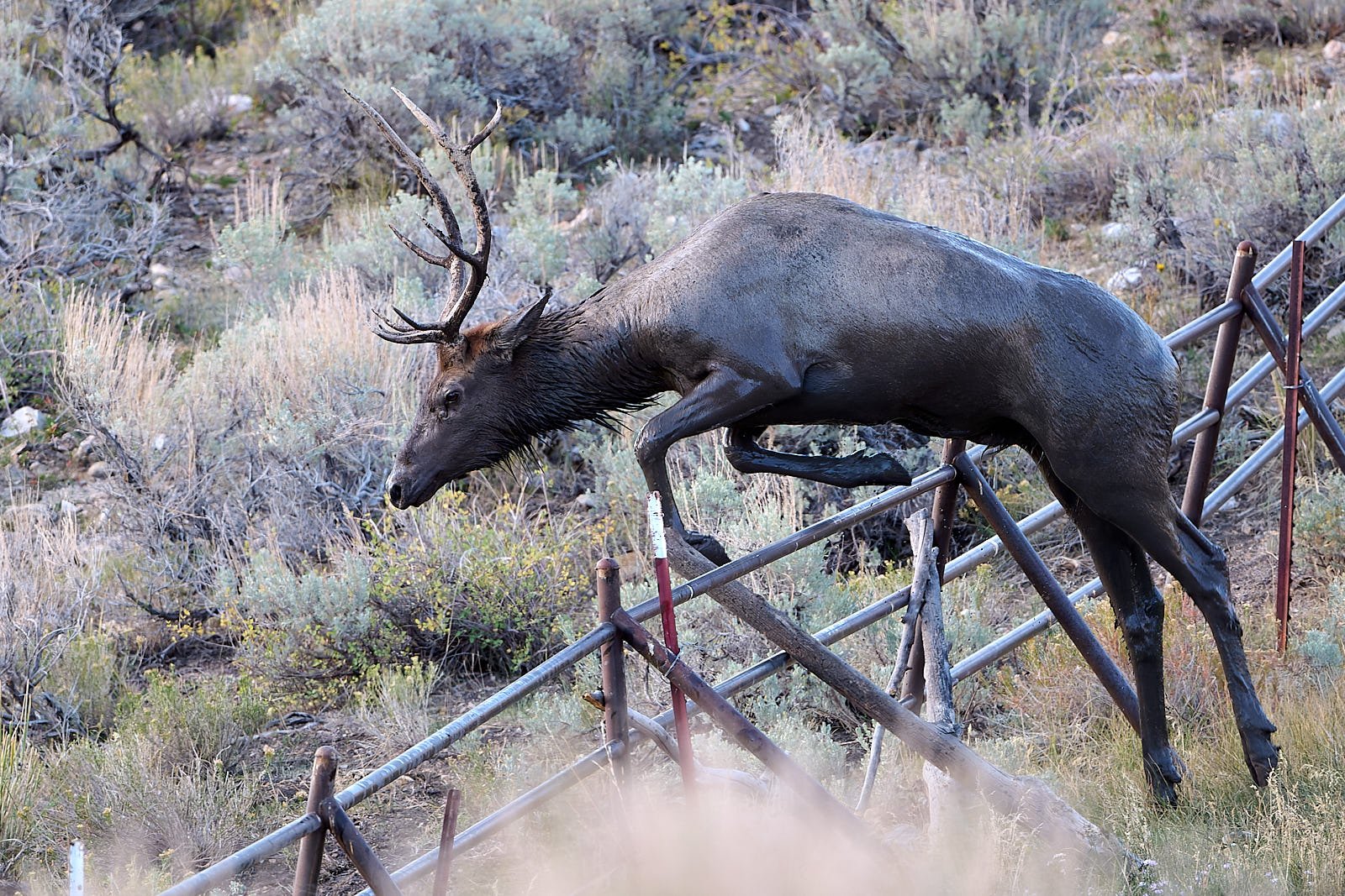 Nevada26  GDW_5113.jpg