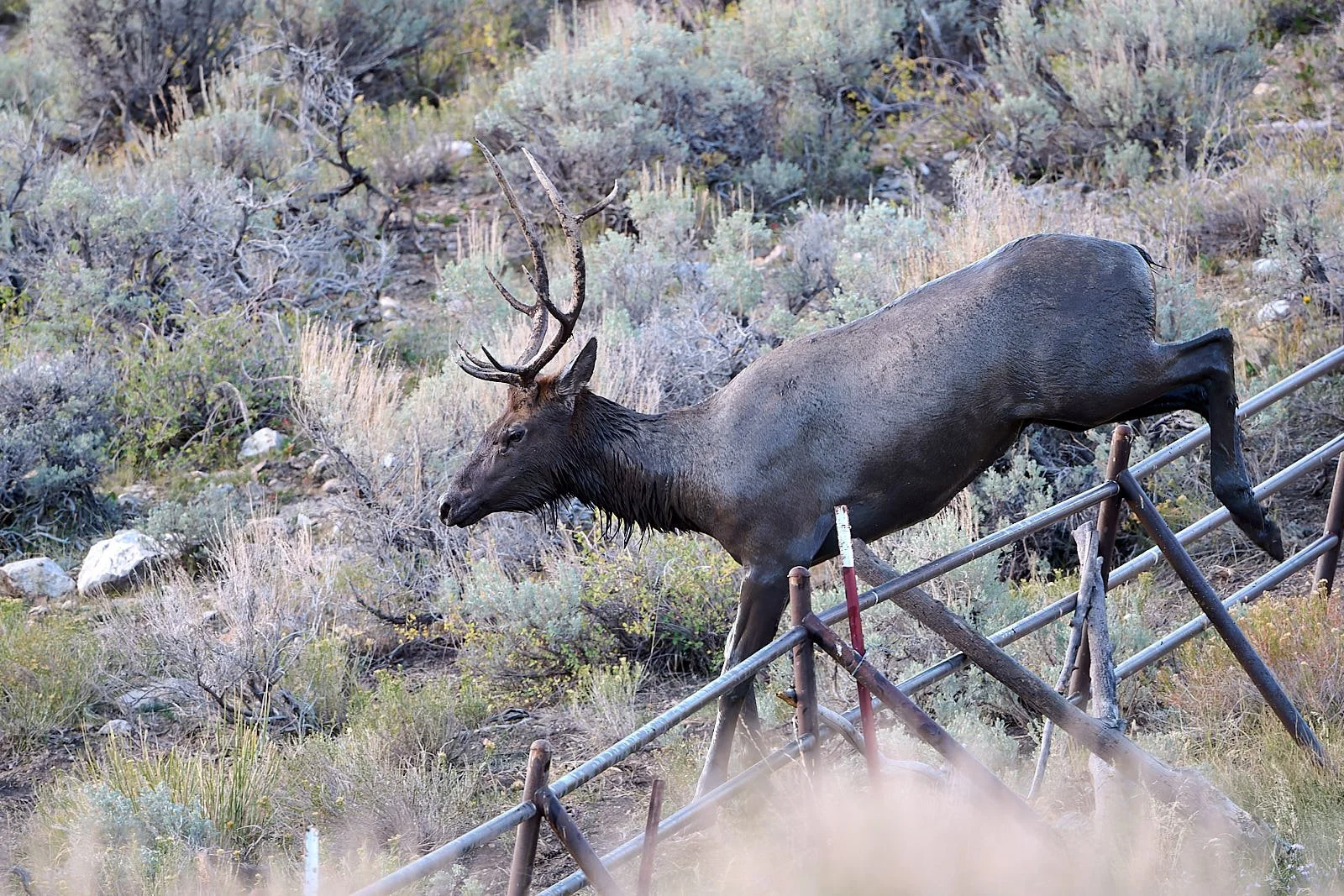 Nevada26  GDW_5114.jpg