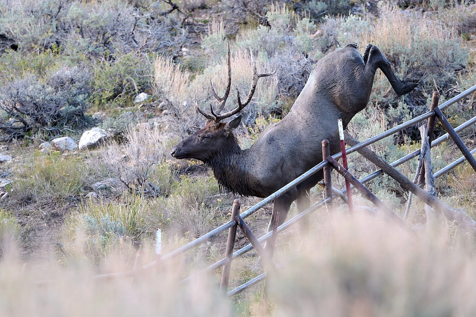 Nevada26  GDW_5115.jpg