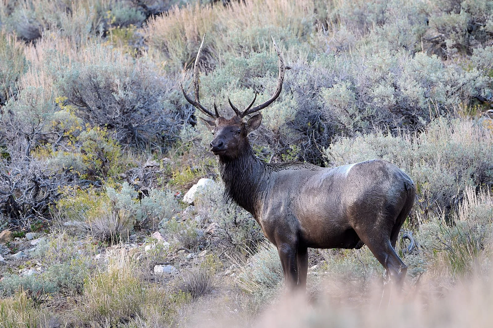 Nevada26  GDW_5143.jpg