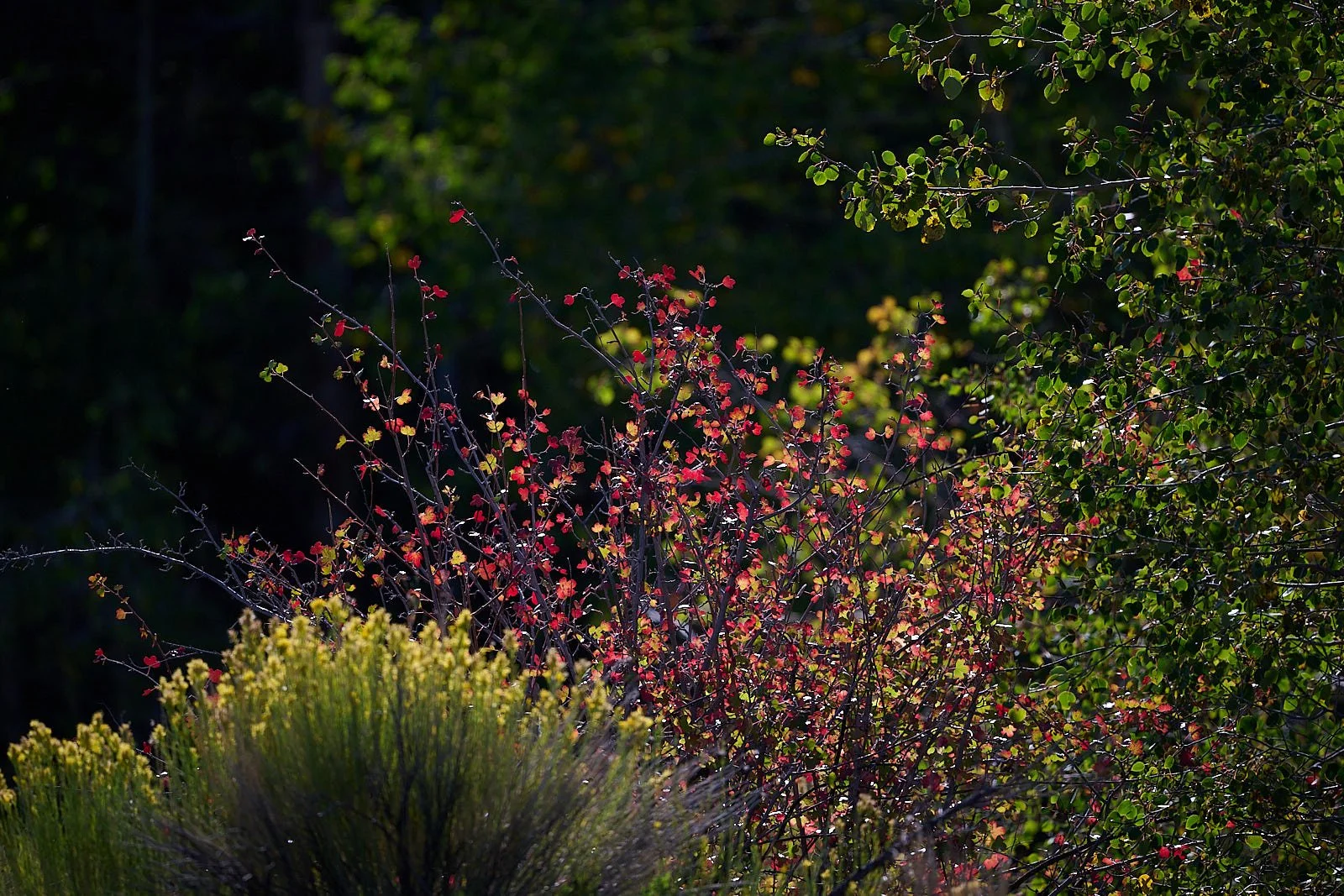 Nevada28  GDW_5520.jpg