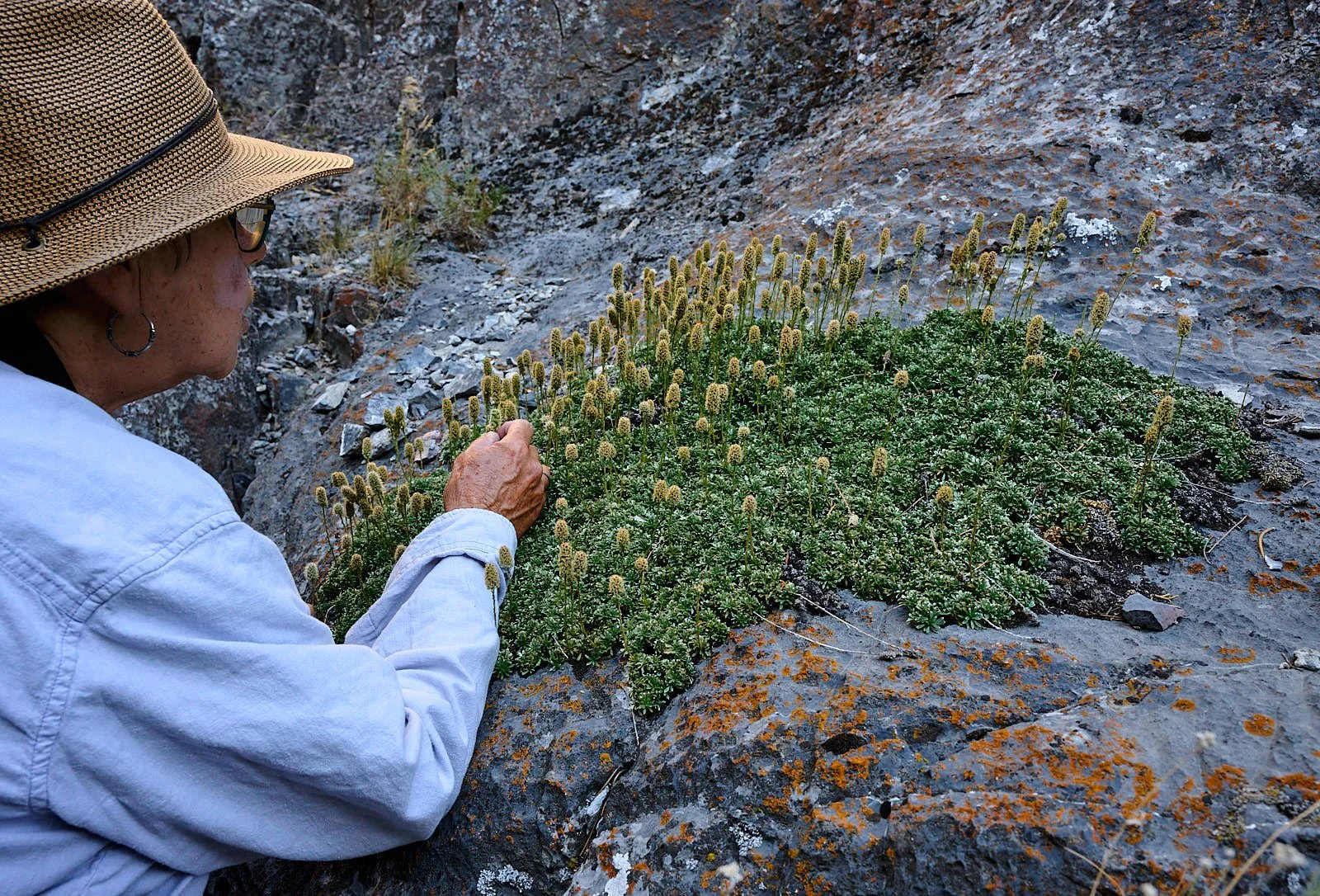 Rock Spiraea (Petrophytum caespitosum)