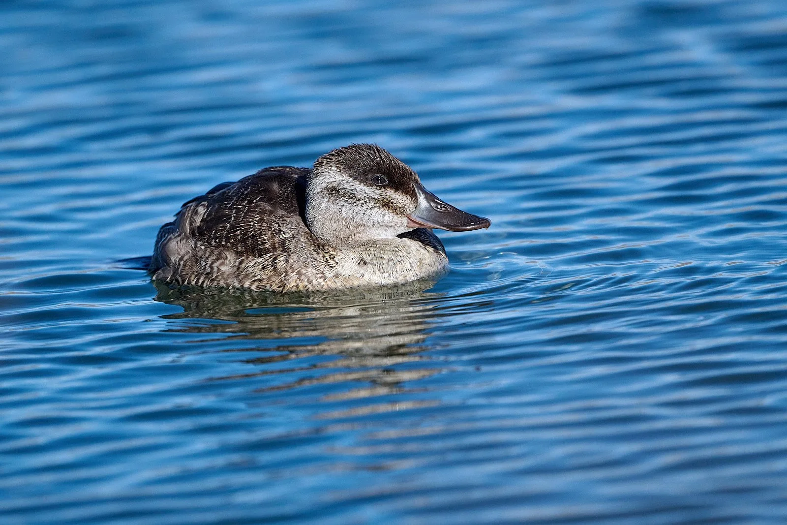 Ruddy Duck