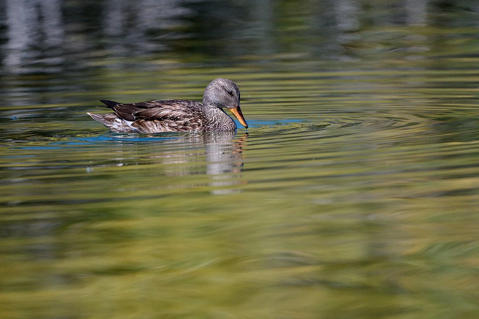 Gadwall, female