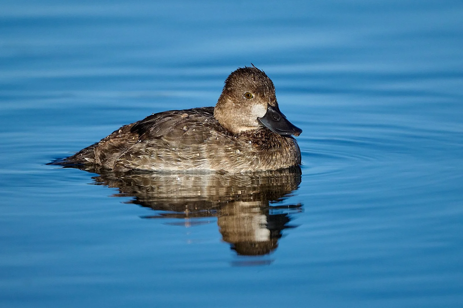 Lesser Scaup