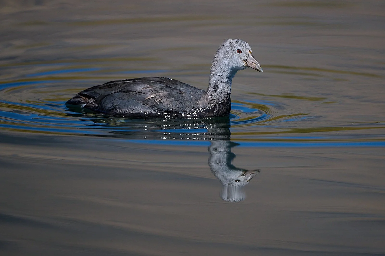 American Coot, immature