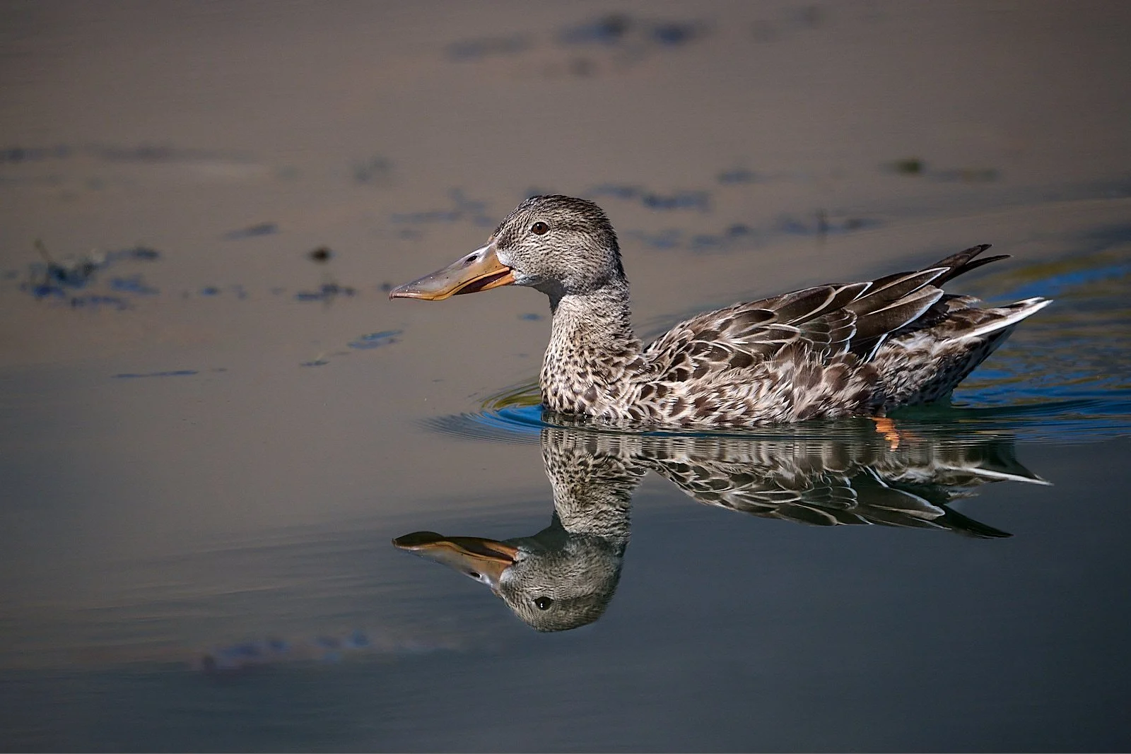 Northern Shoveller