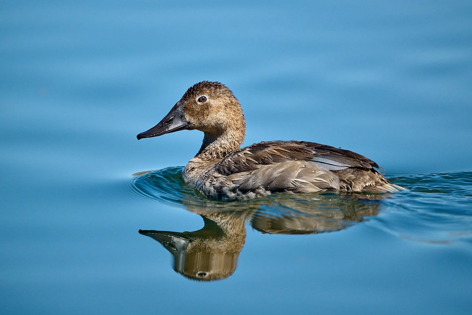 Canvasback