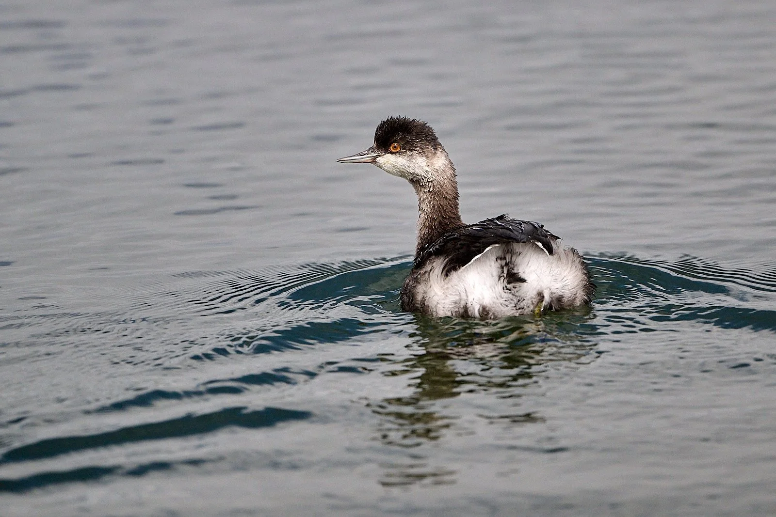 Eared Grebe
