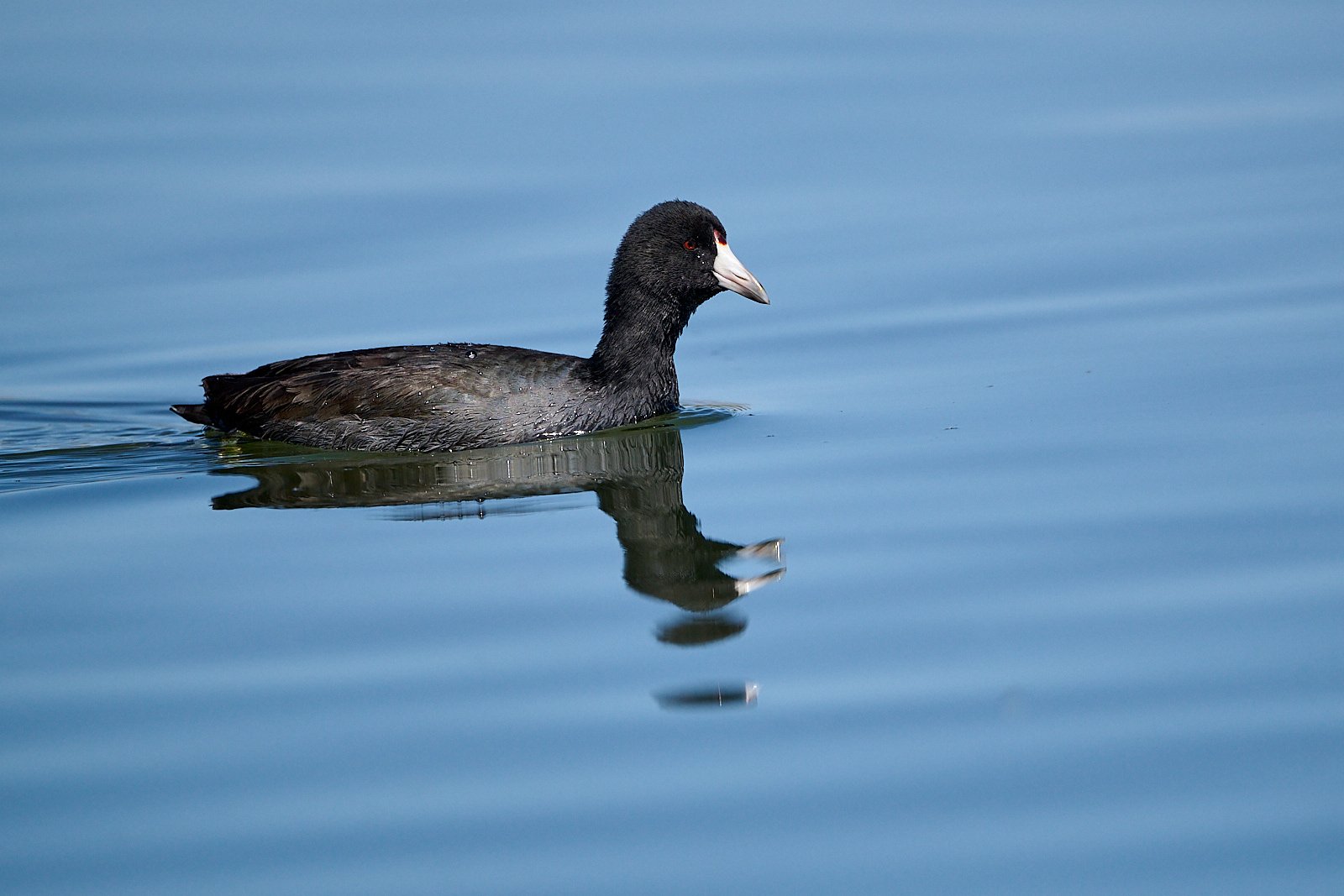 American Coot