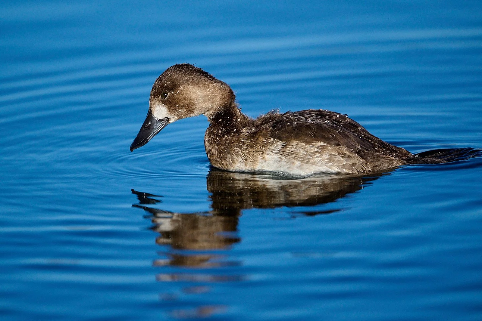 Lesser Scaup