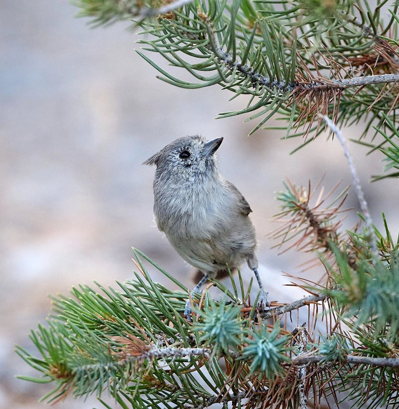Juniper Titmouse