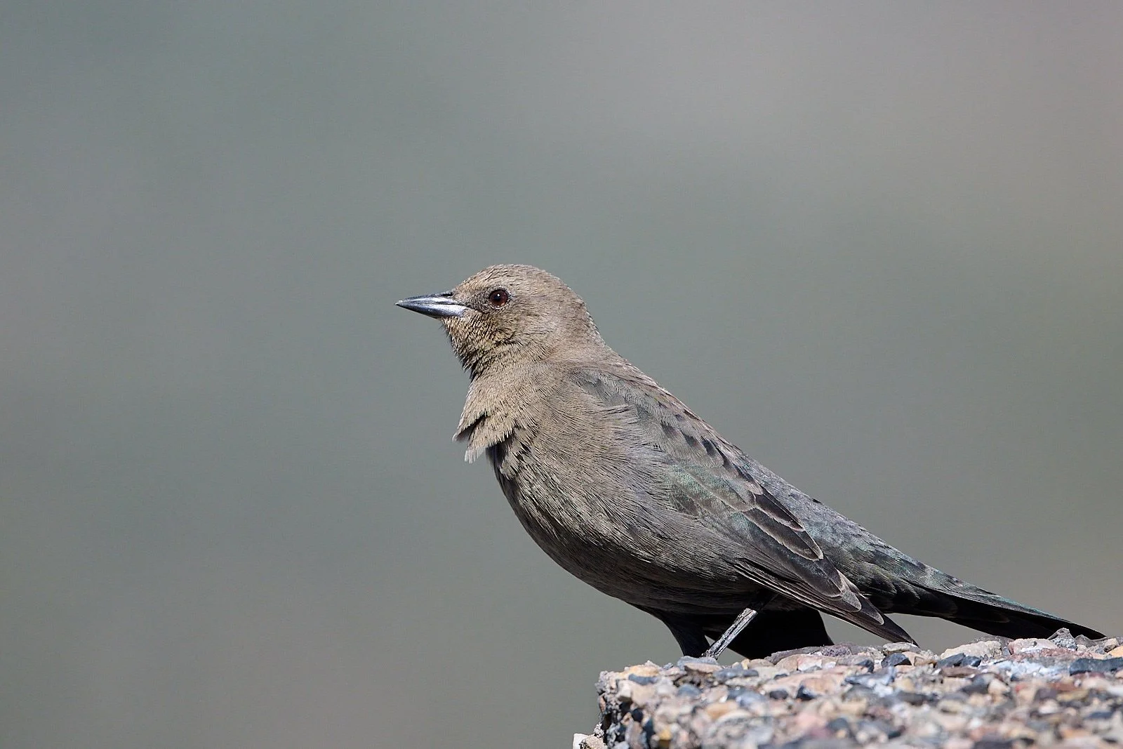 Brewer's Blackbird