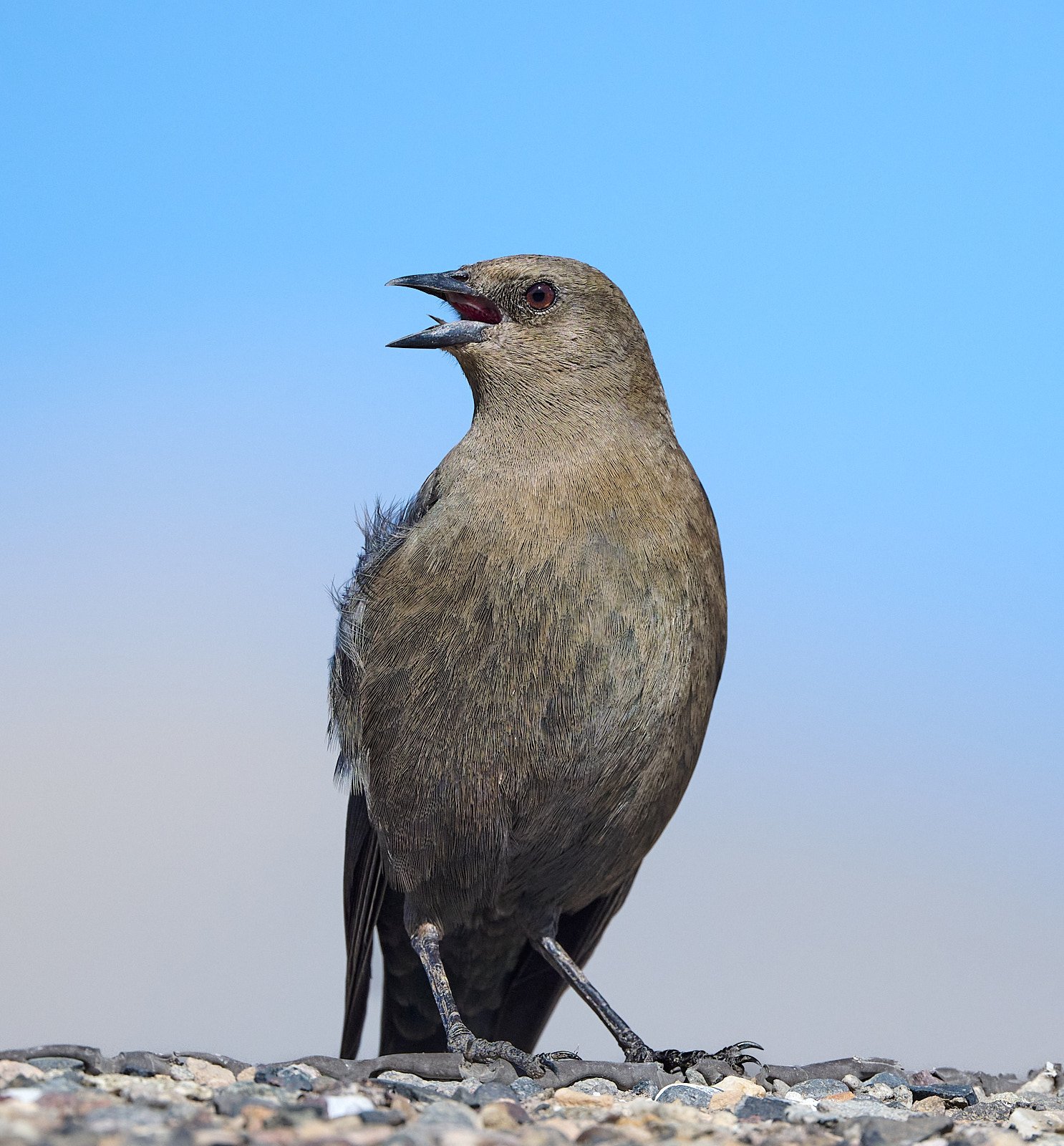 Brewer's Blackbird