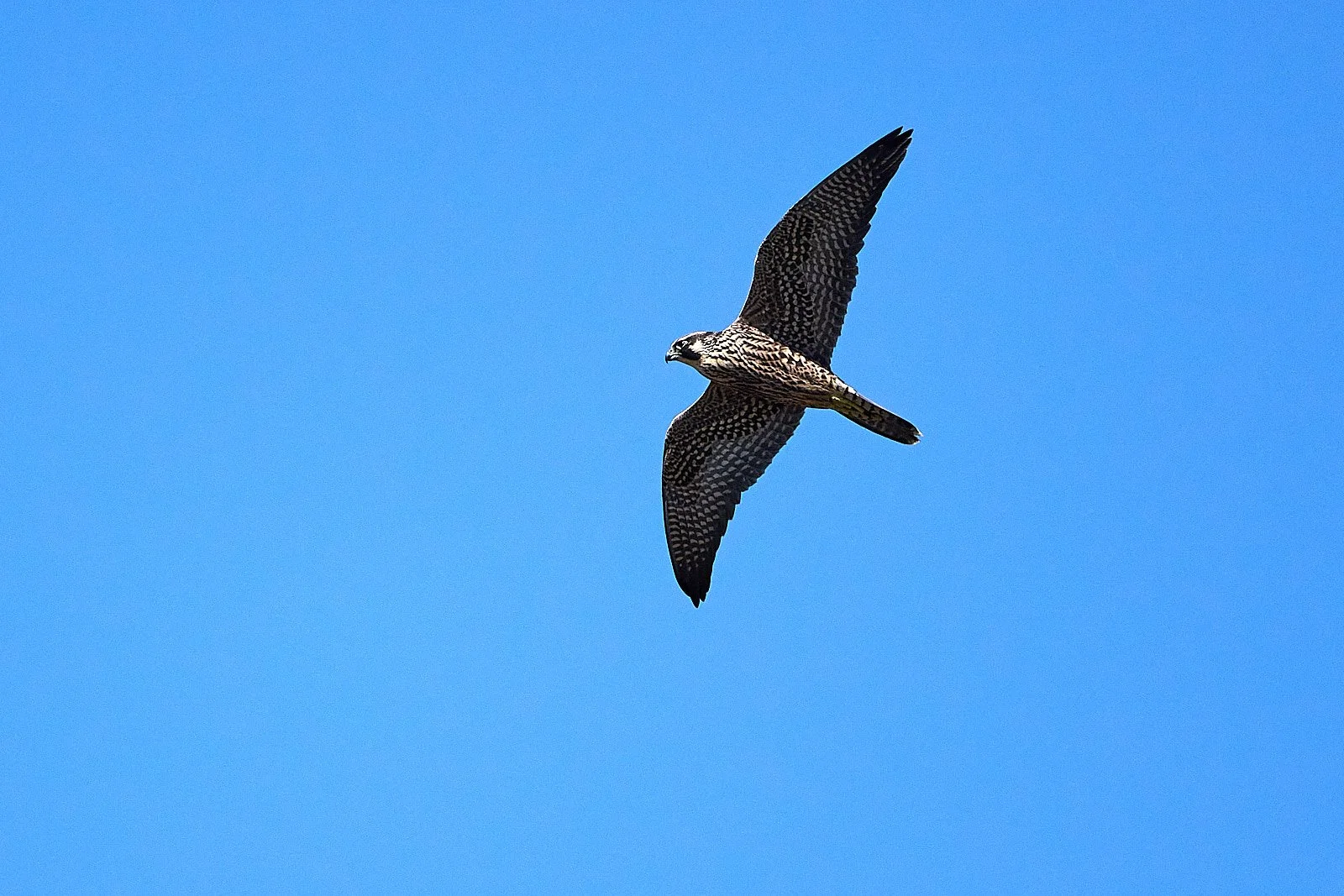 Peregrine Falcon