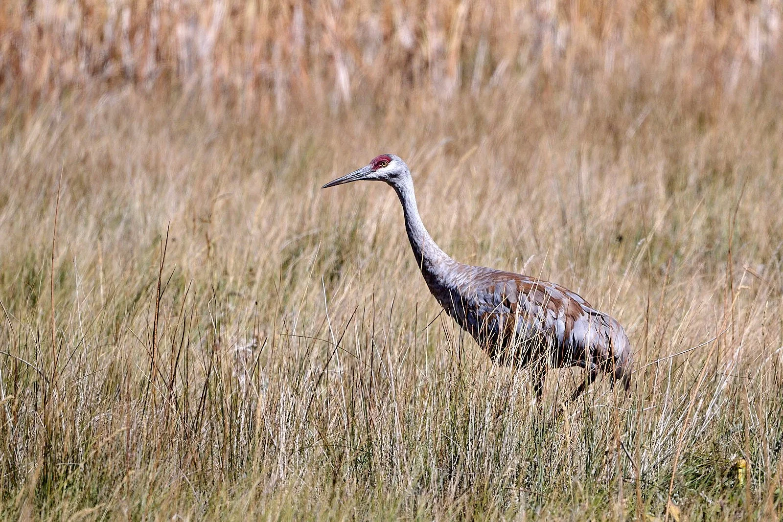 Sandhill Crane