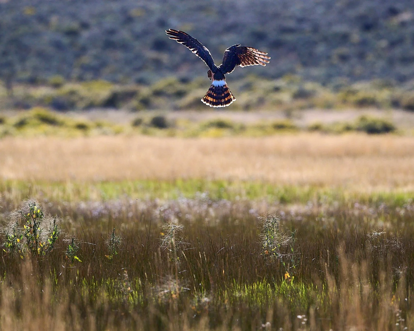 Northern Harrier