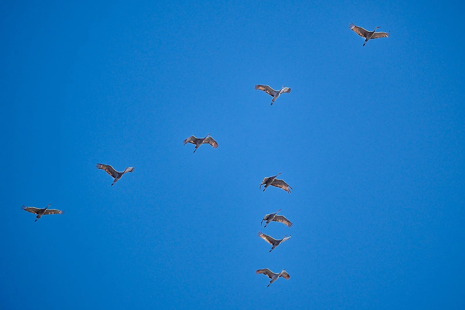 Sandhill Cranes