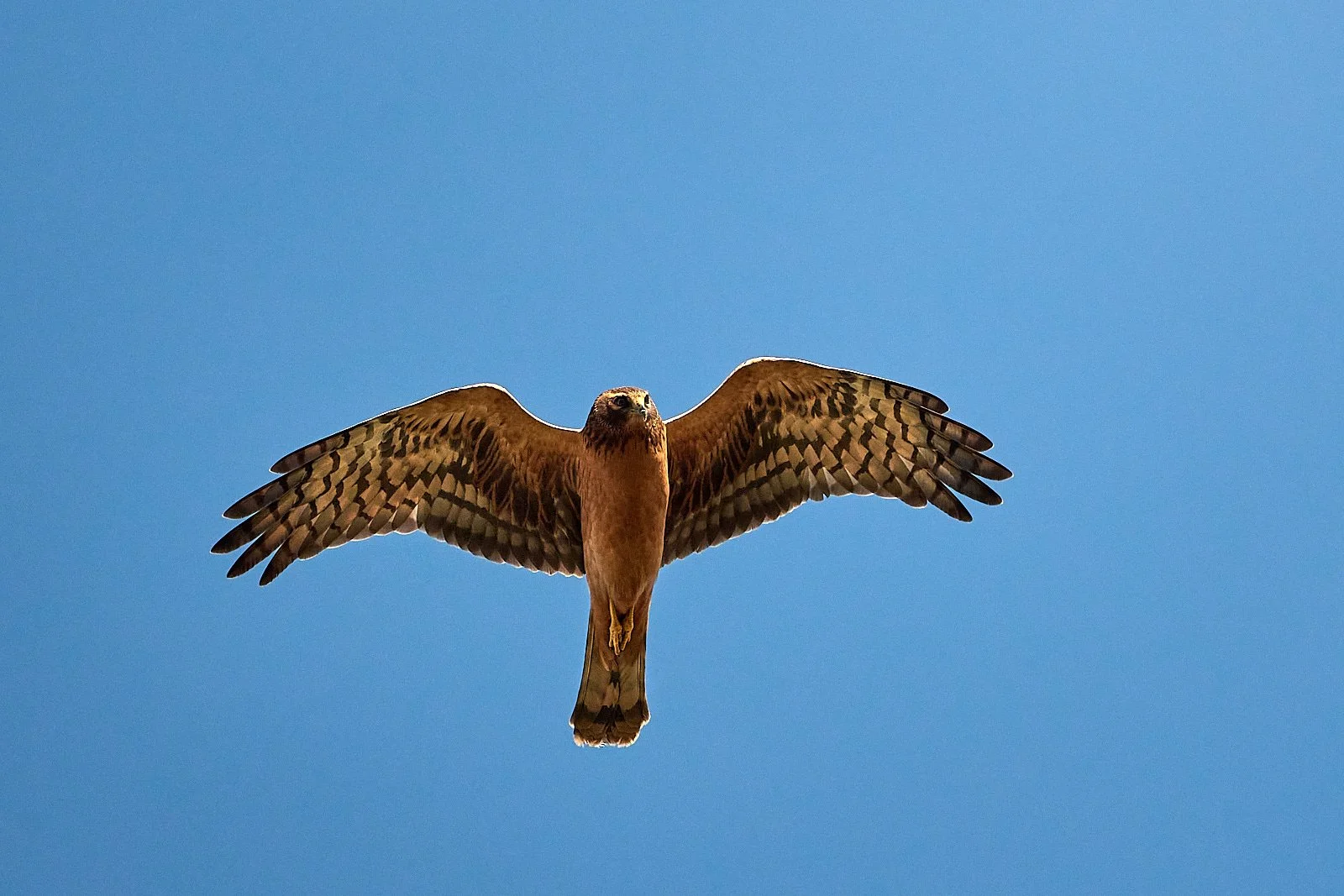 Northern Harrier